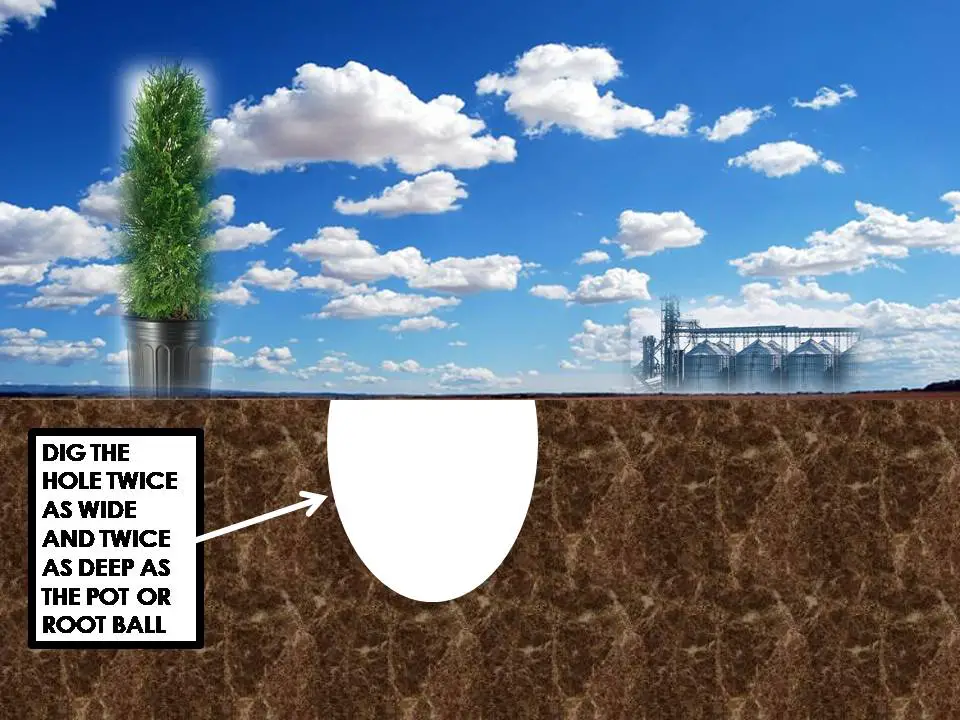 Planting Shrubs Hole Description