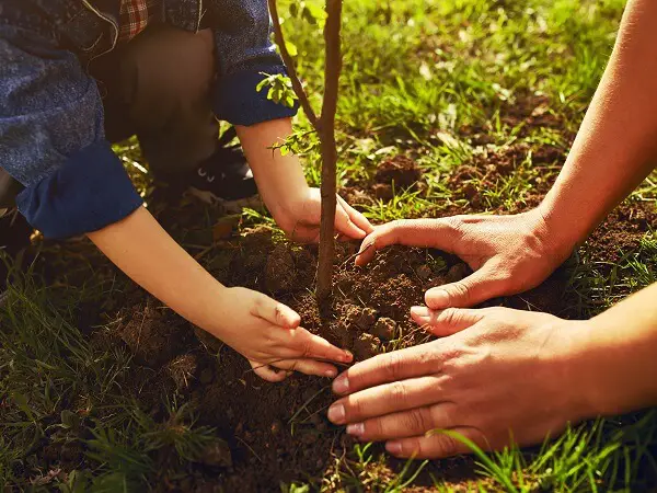 Planting Tree