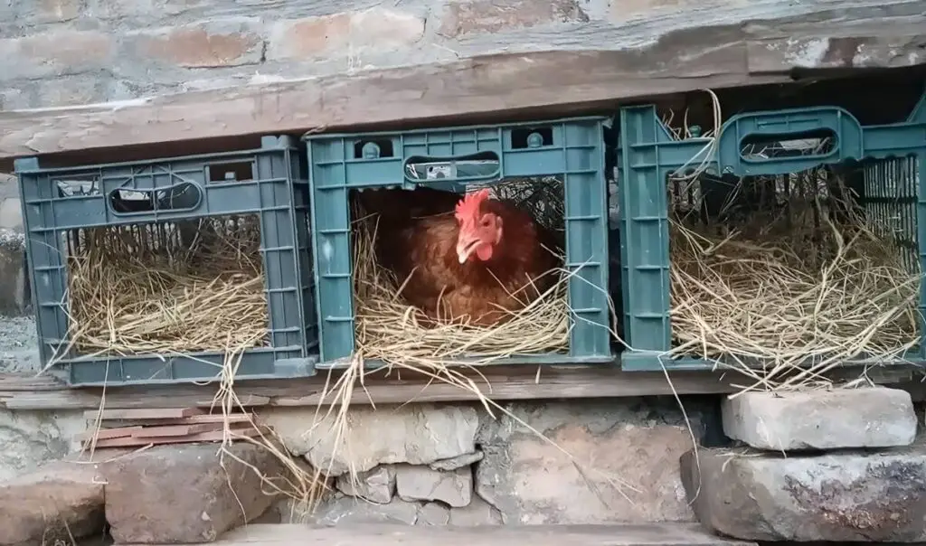 Plastic Crate Nesting Boxes