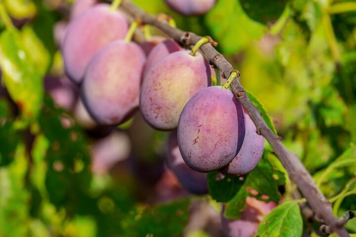 Plums on Branch