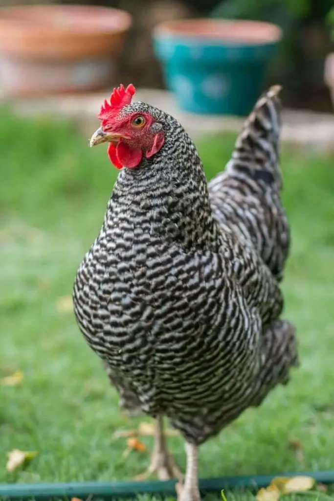 Plymouth Rock Hen Chicken