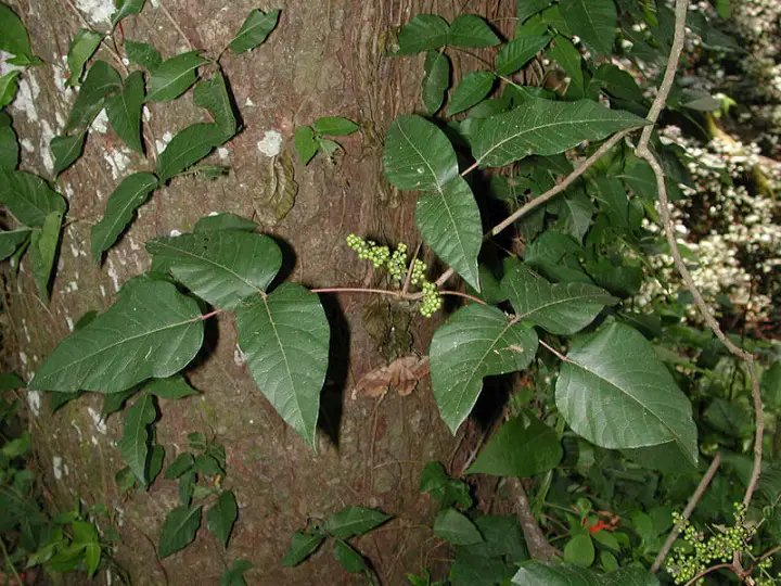 Poison Ivy Around Tree