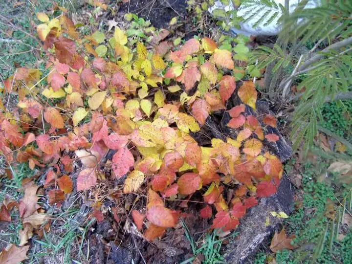 Poison Ivy Leaves Various Colors