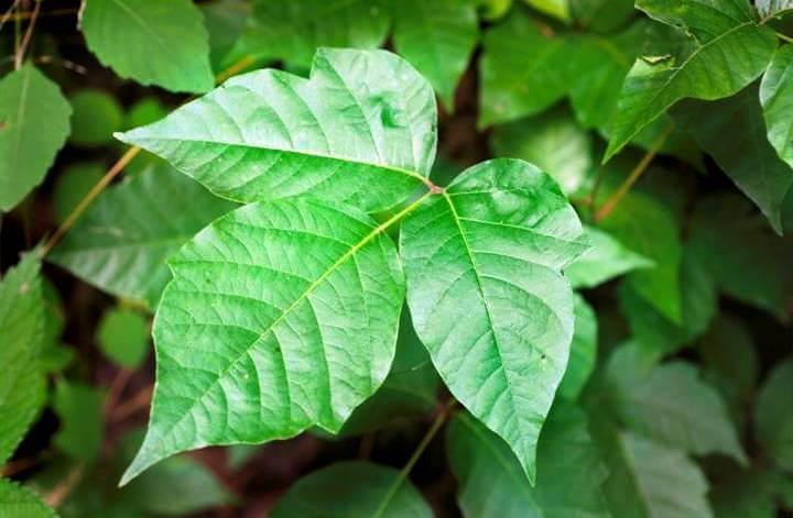 Poison Ivy Leaves