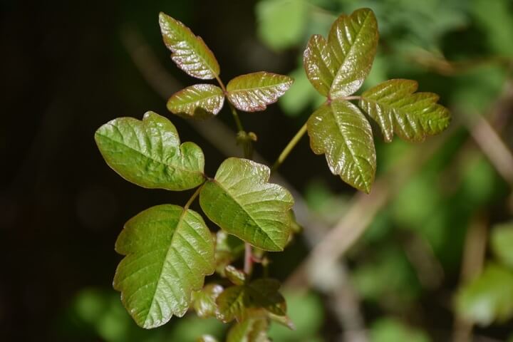 Poison Ivy Up Close