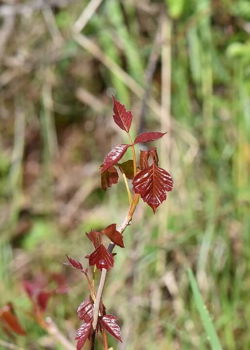 Poison Ivy Vine With Red Leaves