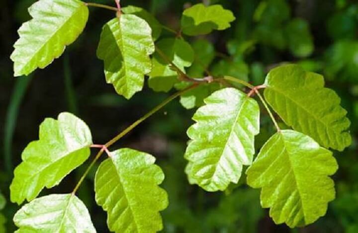 Poison Oak Leaves