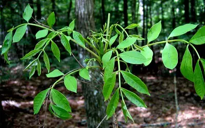 Poison Sumac