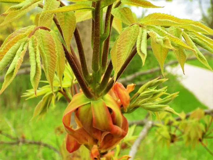 Poisonous Plant