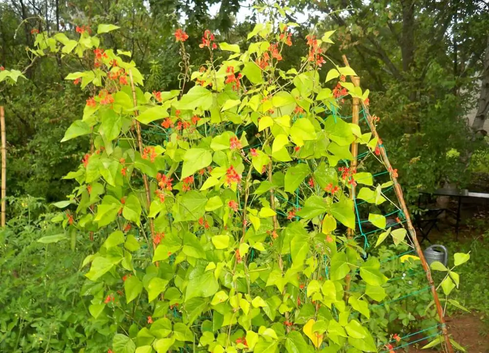 Pole Beans on Trellis