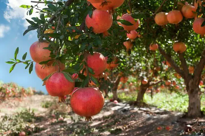 Pomegranate Fruits on a Tree Branch