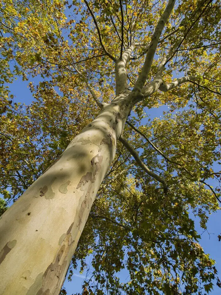 Poplar Tree To The Sky