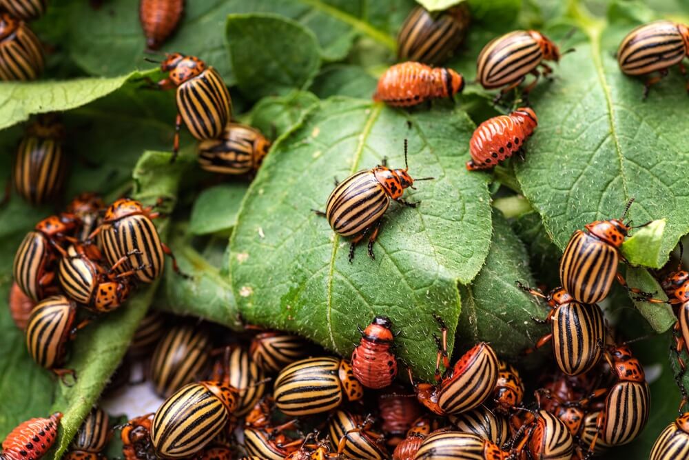 Potato Beetles on Leaves