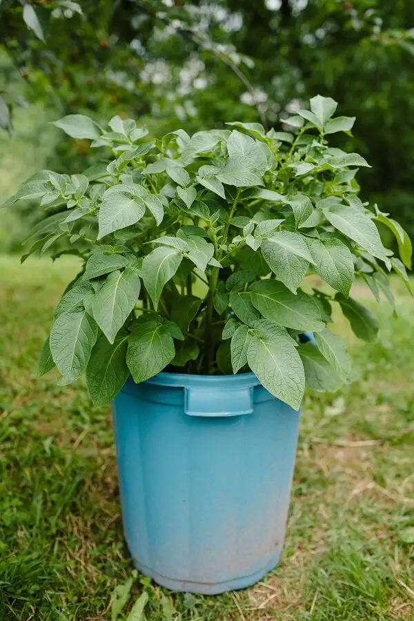 Potato Plant in Container