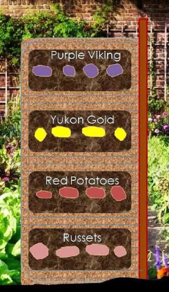 Potato Tower Russets, Reds, Yukon Gold