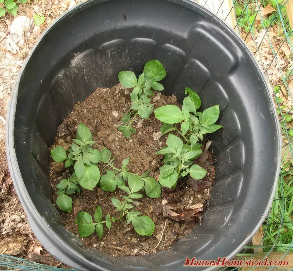 Potatoes Growing in Trash Can