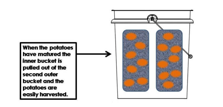 How to Grow Food in Buckets: A Step by Step Guide