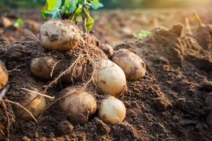 Potatoes in the Dirt