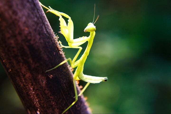 Praying Mantis on Branch