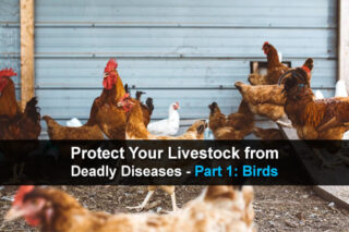 Protect Your Livestock from Deadly Diseases - Part 1: Birds