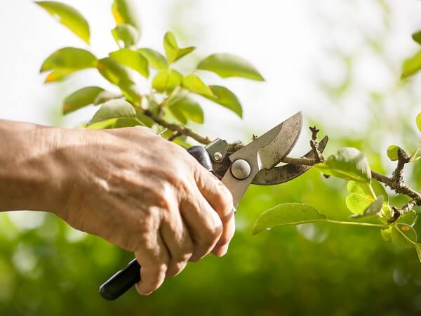 Pruning Tree