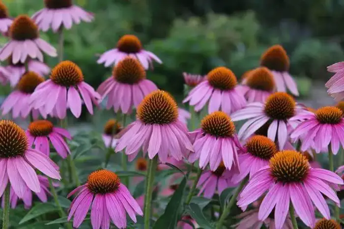 Purple Coneflowers Outside