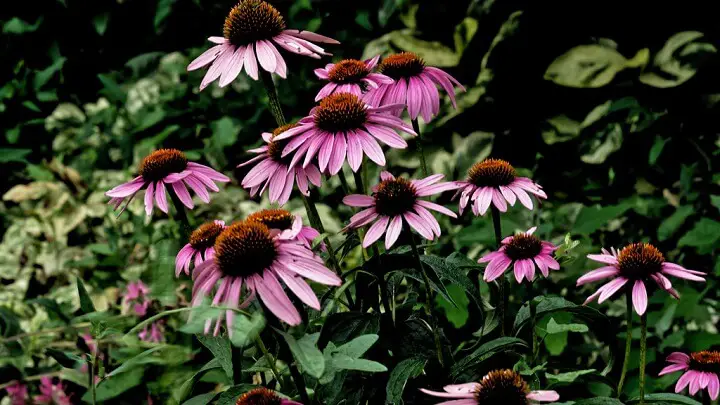 Purple Coneflowers