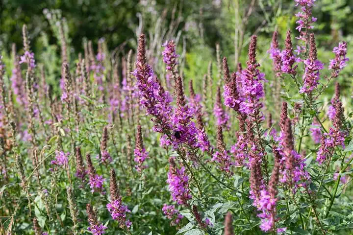 Purple Loosestrife Flowers In Field