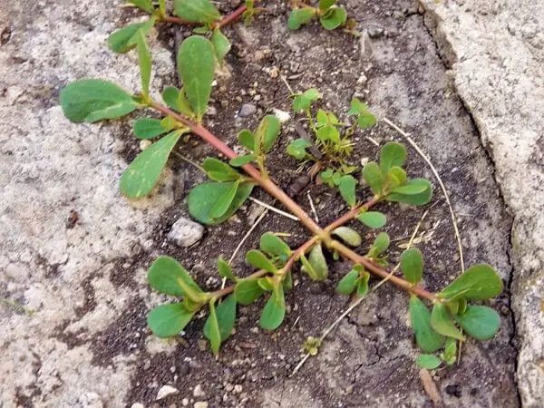 Purslane Plant