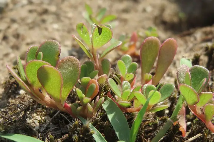 Purslane Plant
