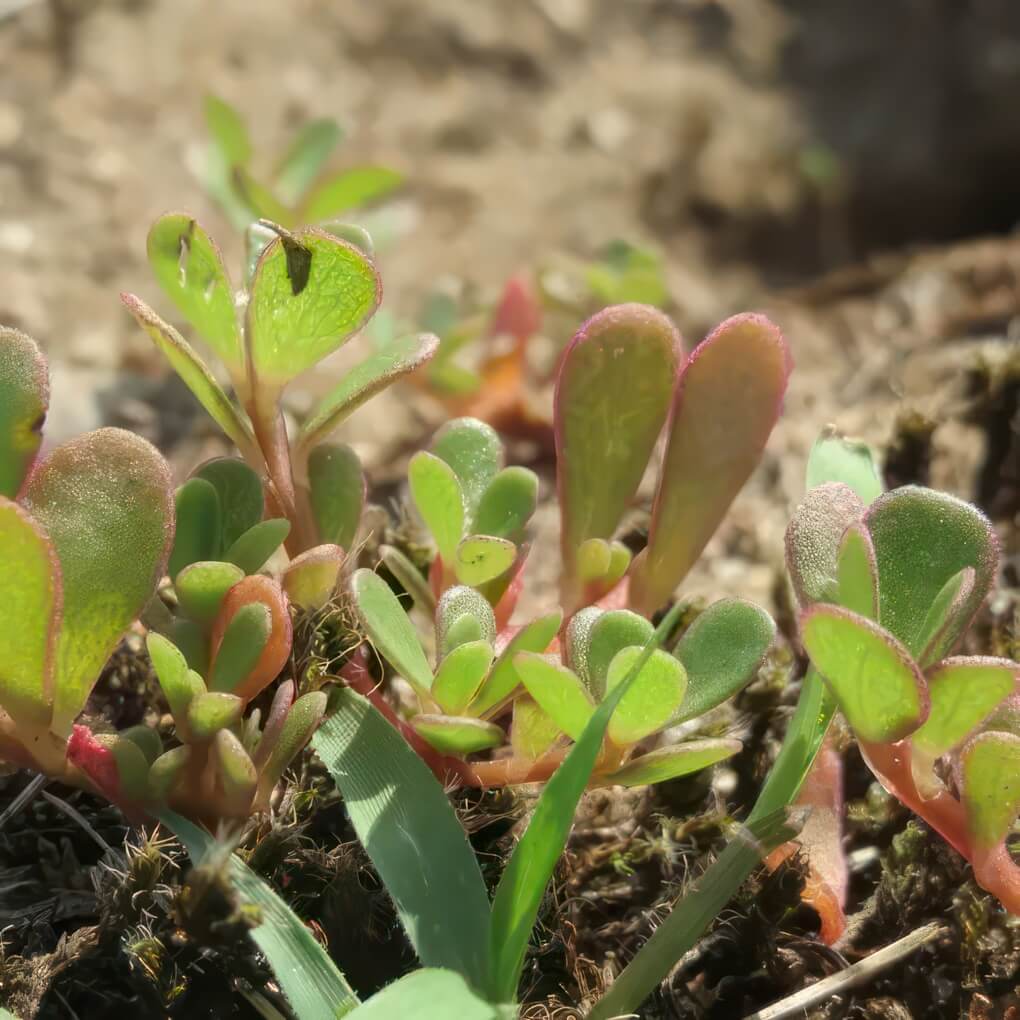Purslane (Portulaca oleracea)