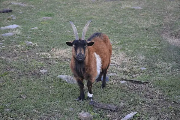 Pygmy Goat