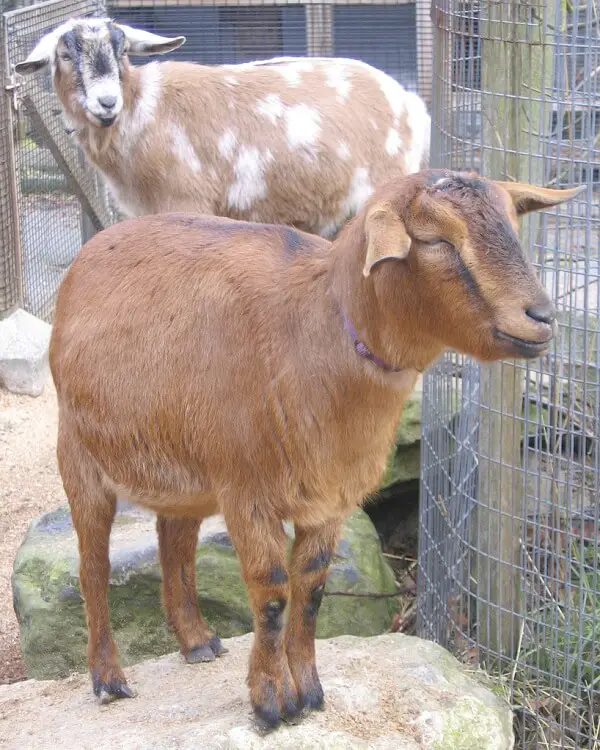 Pygmy Goats