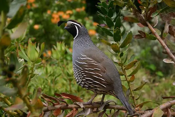 Quail