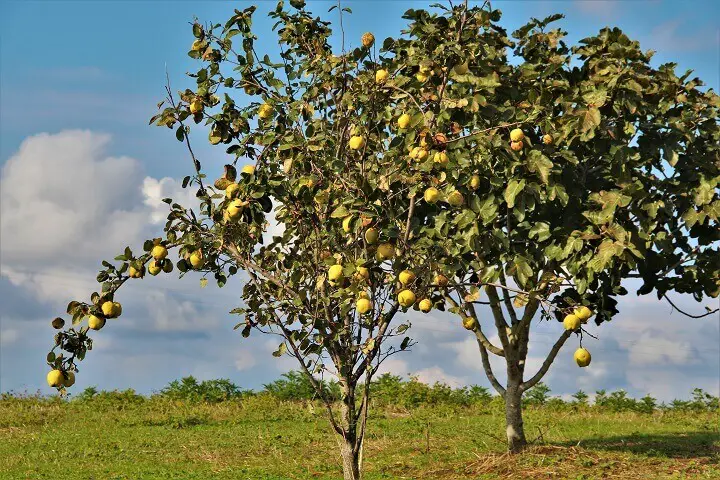 Quince Trees in a Field