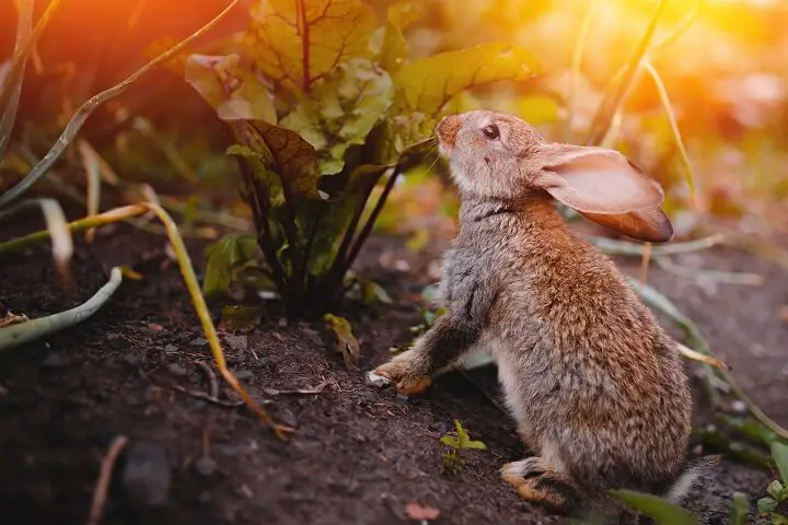 Rabbit In The Garden