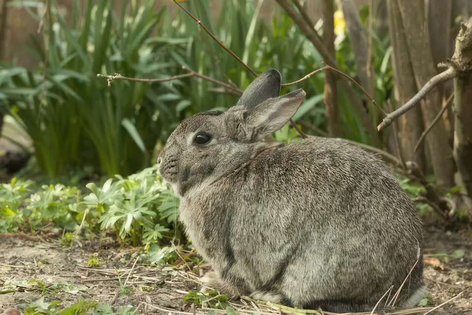 Rabbit Outside