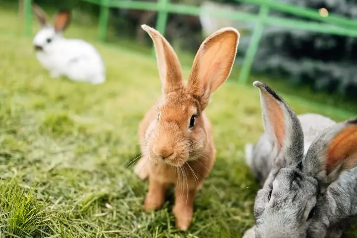 Rabbits on Farm