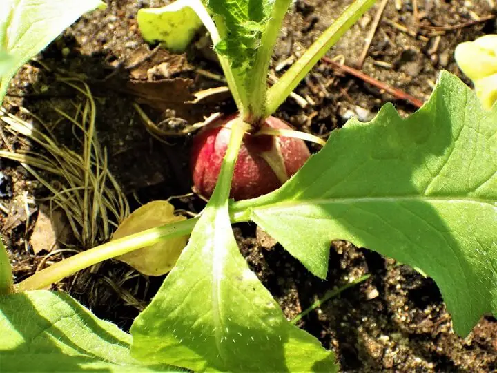 Radish Greens