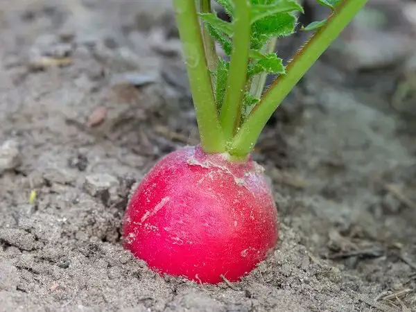 Radish in Soil