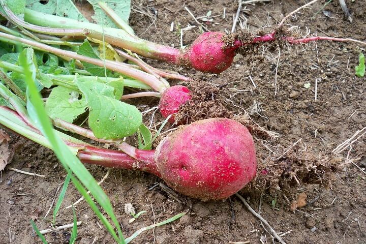 Radish Plant