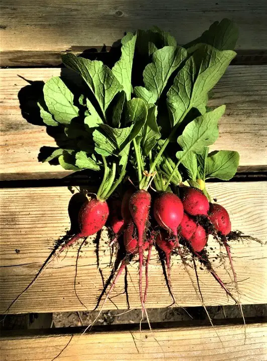 Radishes From Leaves To Stem To Root