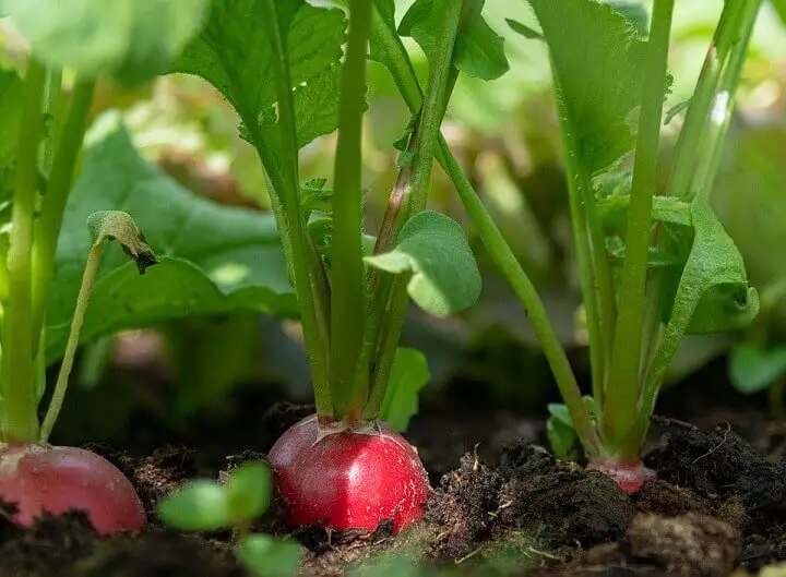 Radishes in the Ground