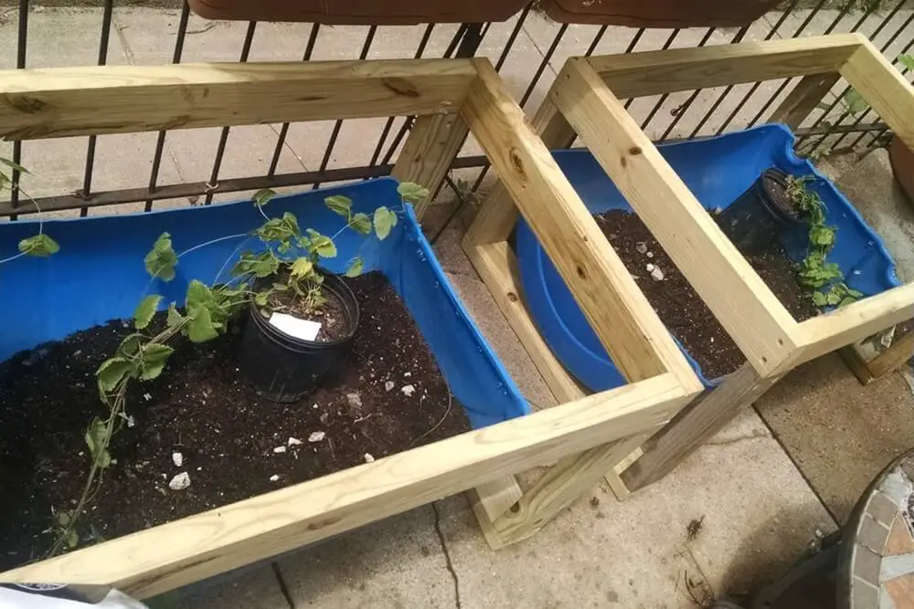 Rain Barrels Converted Into Planters