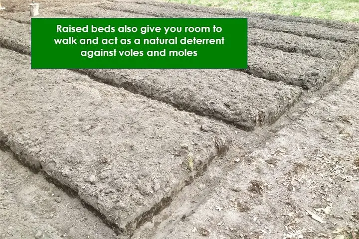 Raised Beds Detail