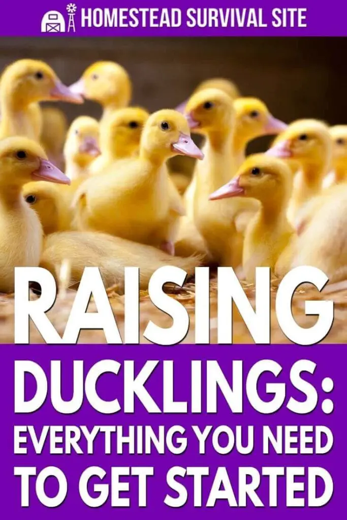 Raising Ducklings: Everything You Need To Get Started