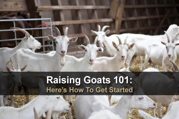 Raising Goats 101: Here's How To Get Started