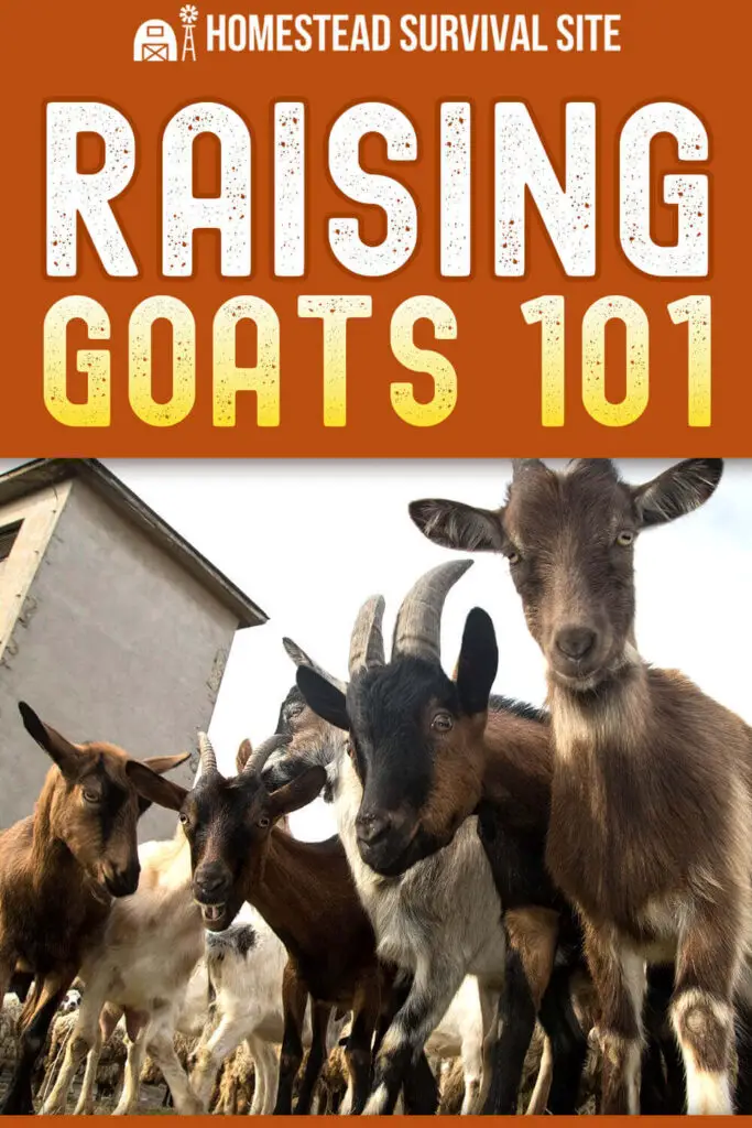 Raising Goats 101: Here's How To Get Started