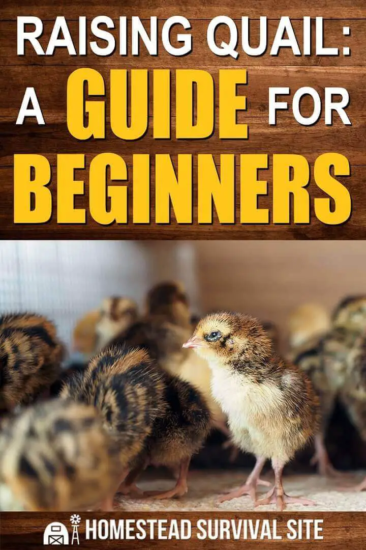 Raising Quail: A Guide for Beginners