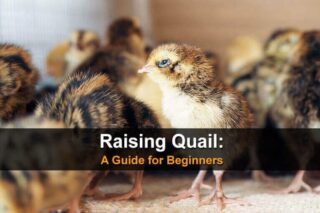 Raising Quail: A Guide for Beginners